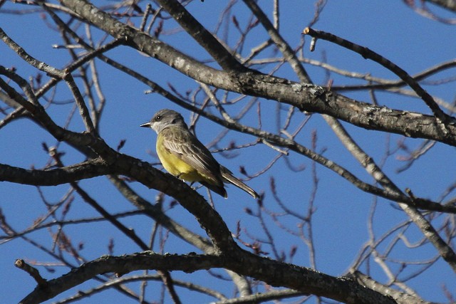 Cassin's Kingbird - Jeffrey Offermann