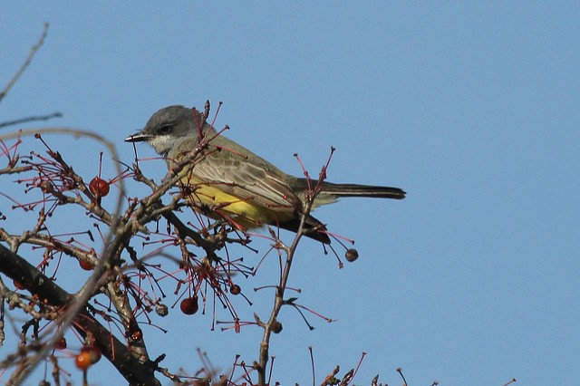 Cassin's Kingbird - ML47457131