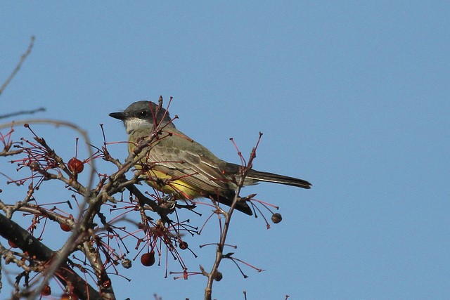 Cassin's Kingbird - ML47457141