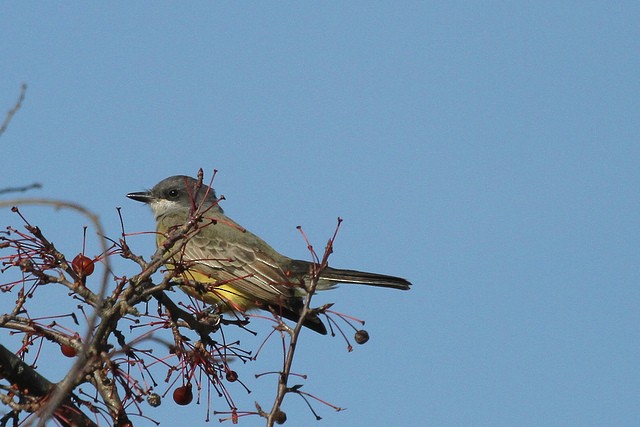 Cassin's Kingbird - ML47457151