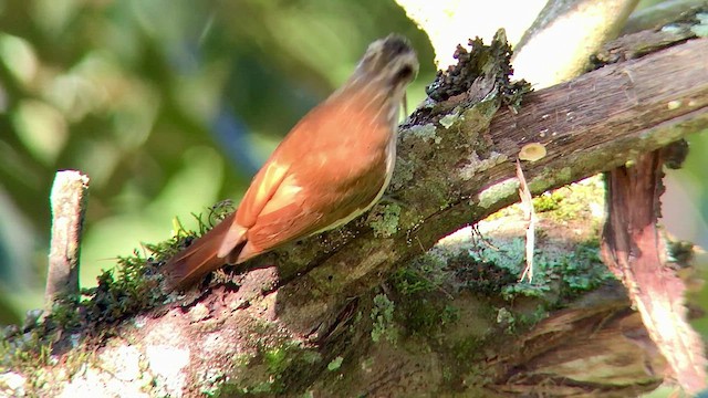 Narrow-billed Woodcreeper - ML474571551