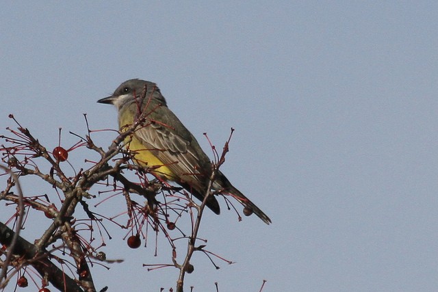 Cassin's Kingbird - ML47457171