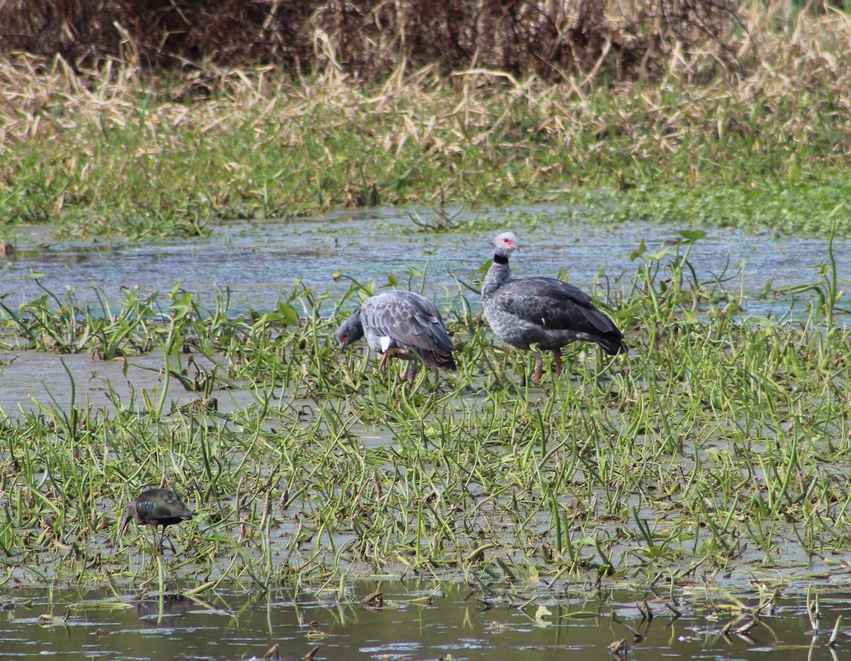 Southern Screamer - ML474572161