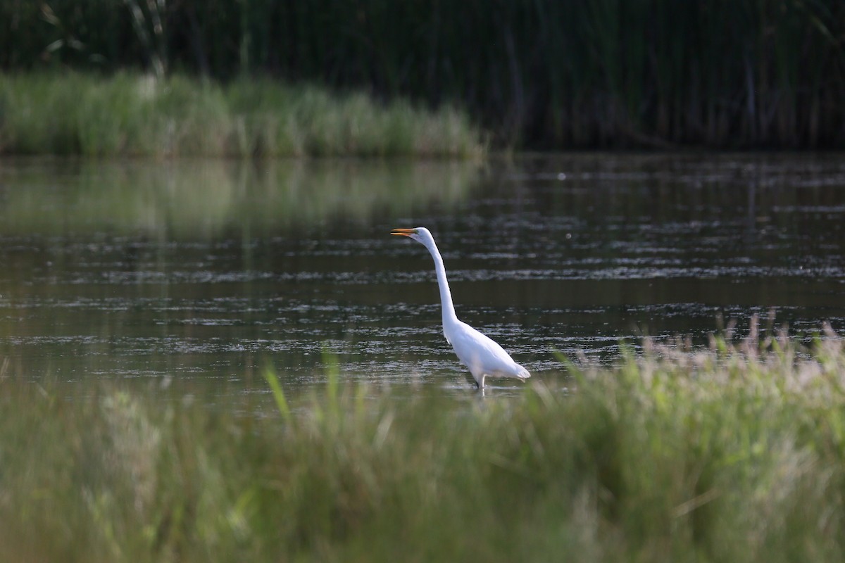 Great Egret - ML474572521