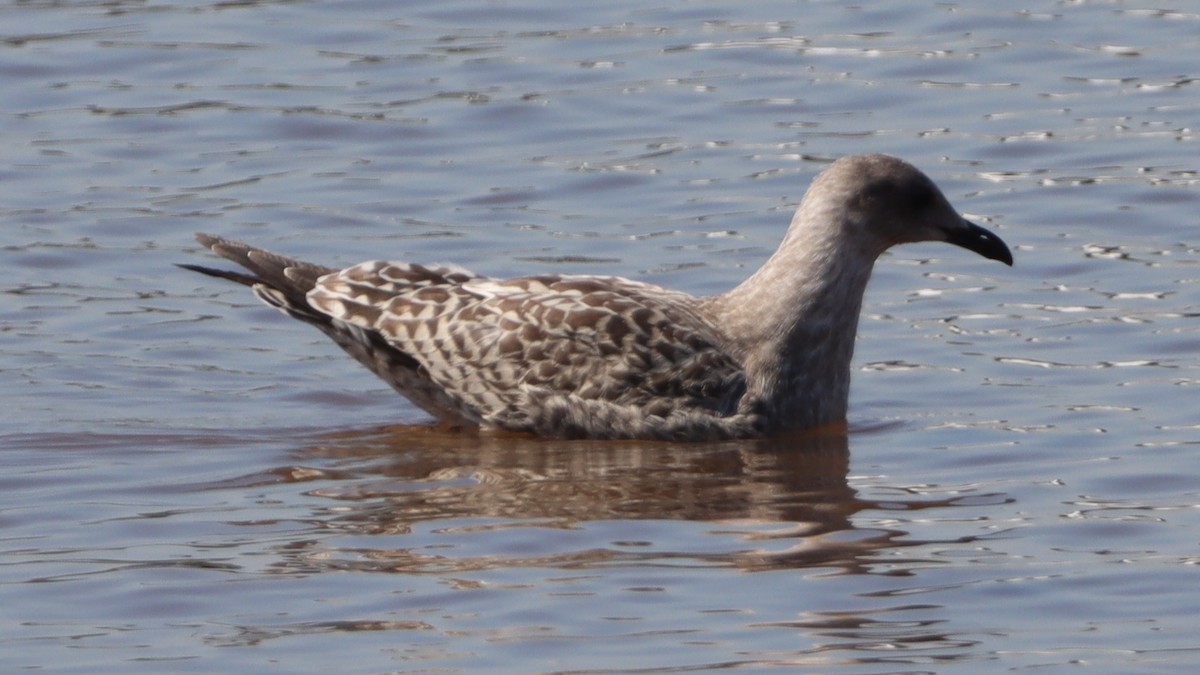 Yellow-legged Gull - ML474572771