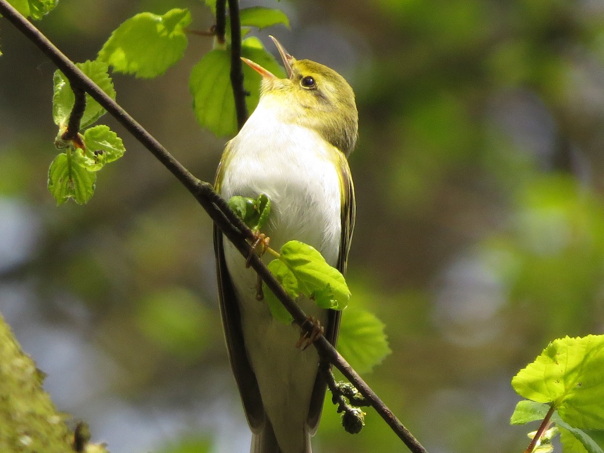 Wood Warbler - ML474573781