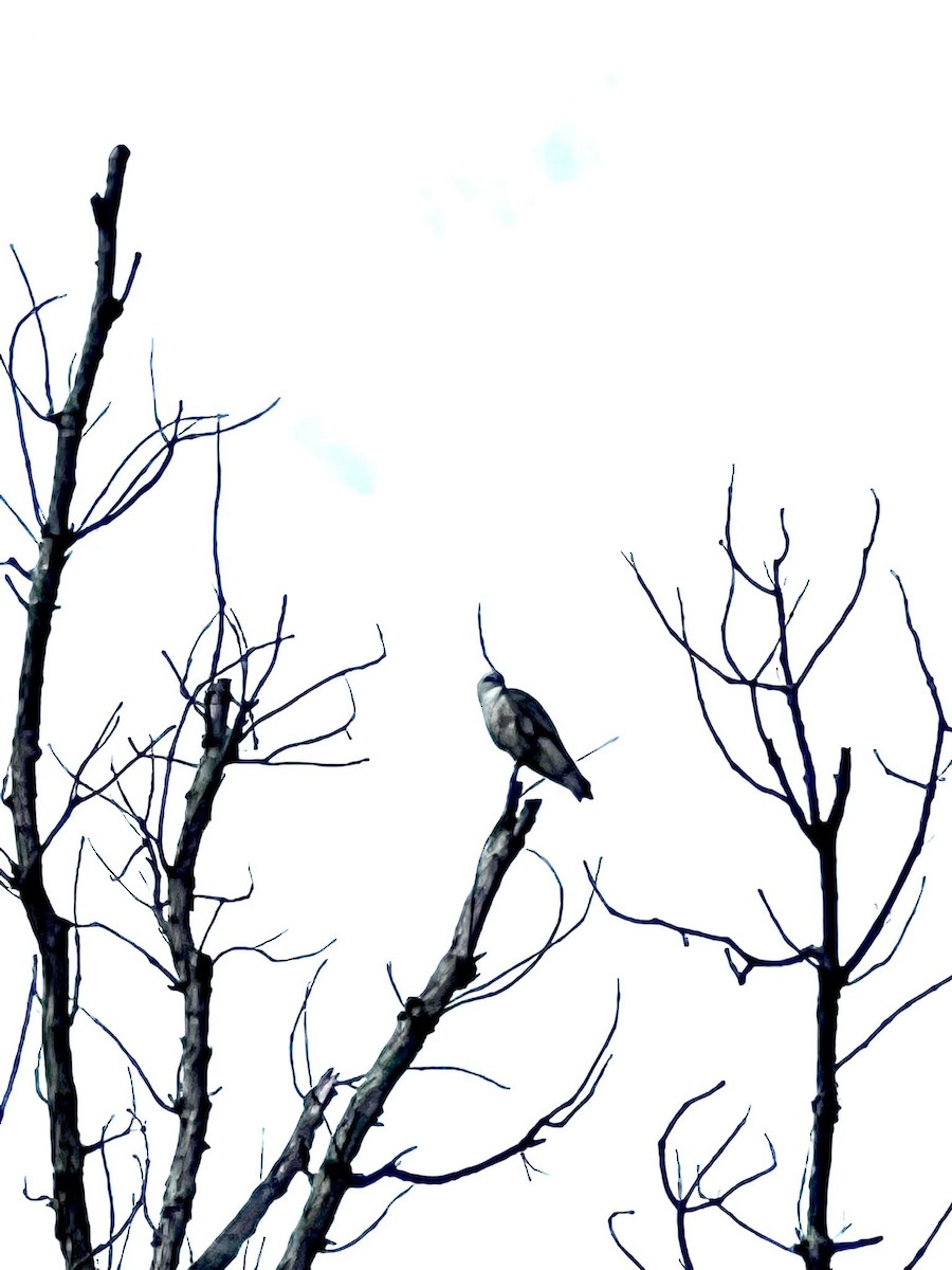 Mississippi Kite - ML474573901