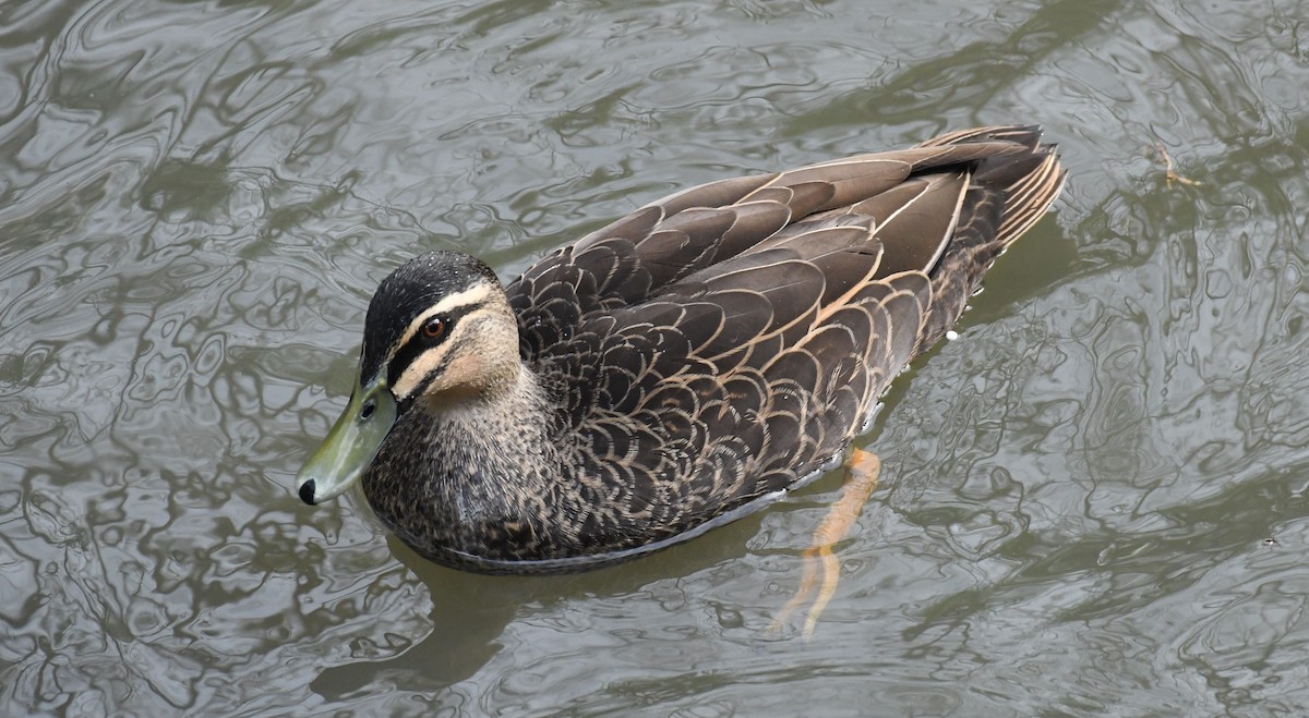 Pacific Black Duck - ML474574671