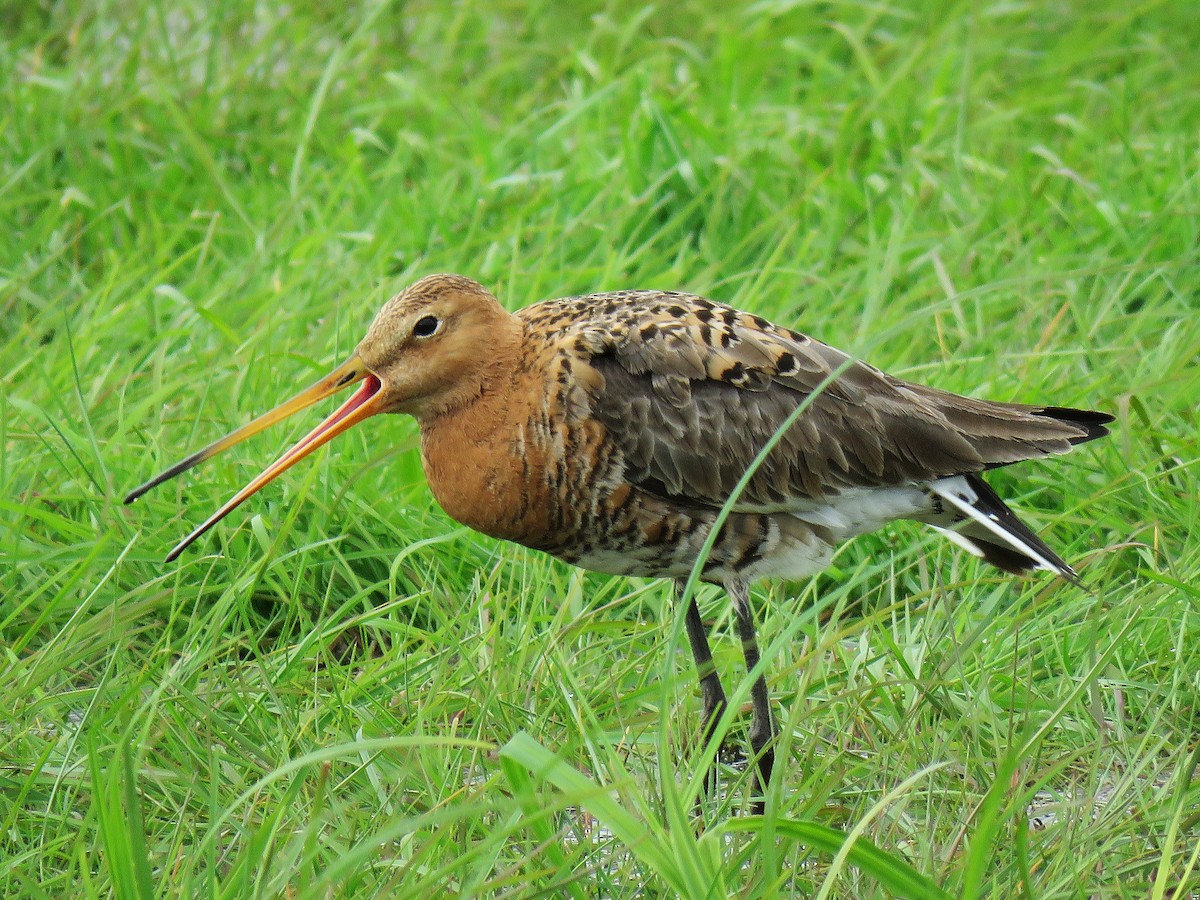 Black-tailed Godwit - Frederik Bexter