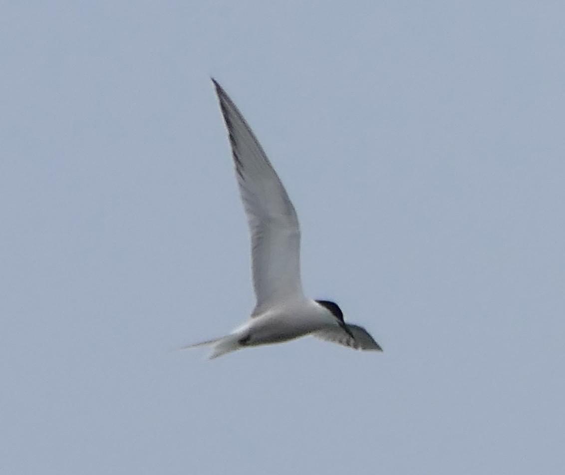 Common Tern (longipennis) - ML474575691