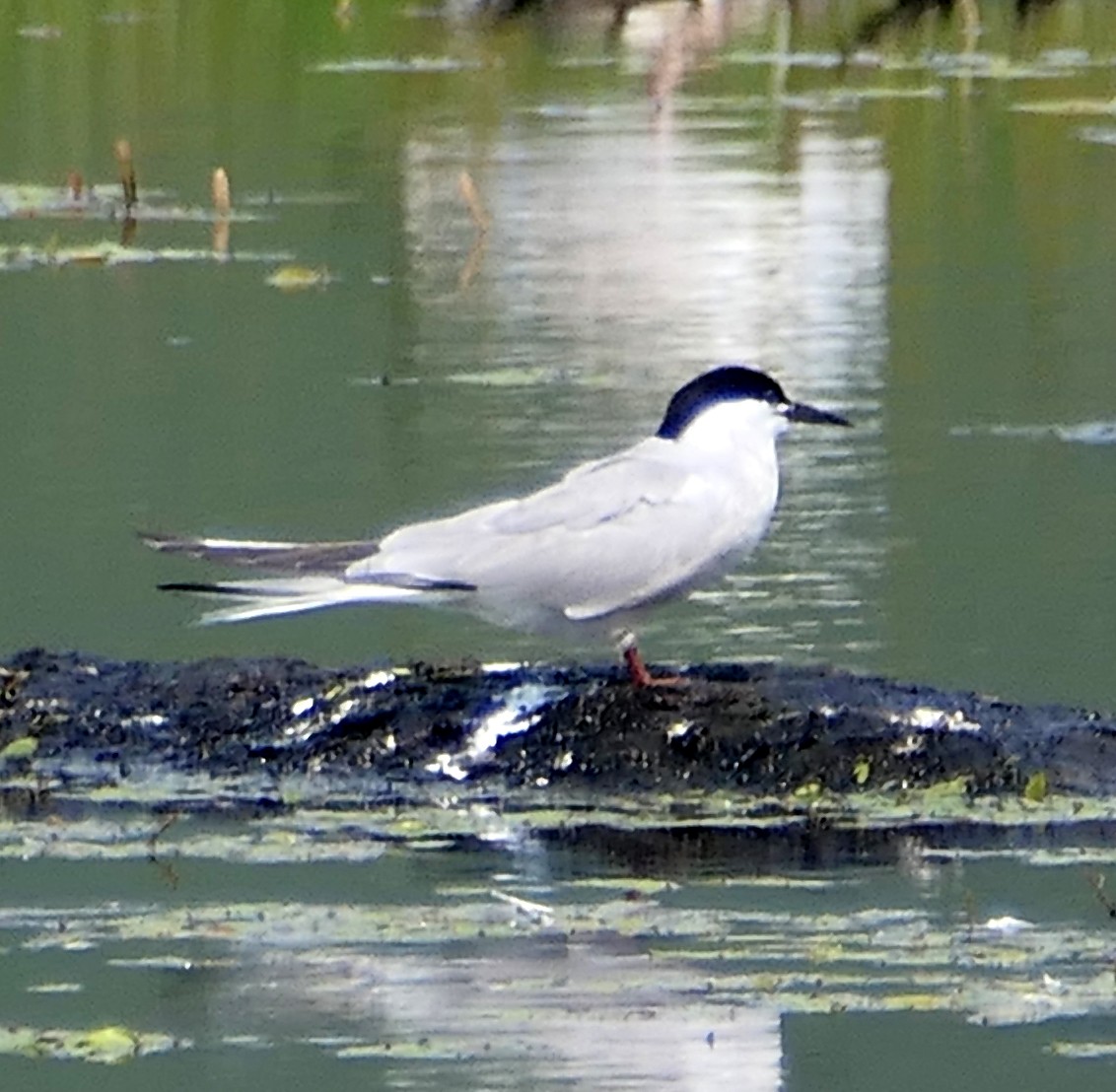 Common Tern (longipennis) - ML474575711