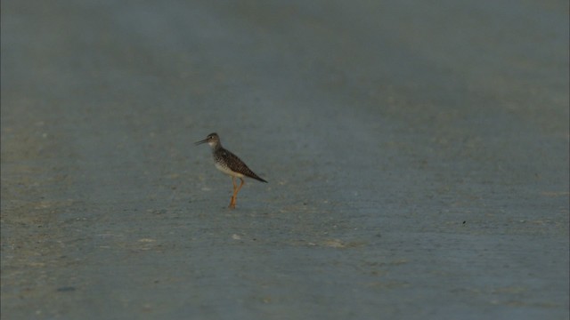 Lesser Yellowlegs - ML474576