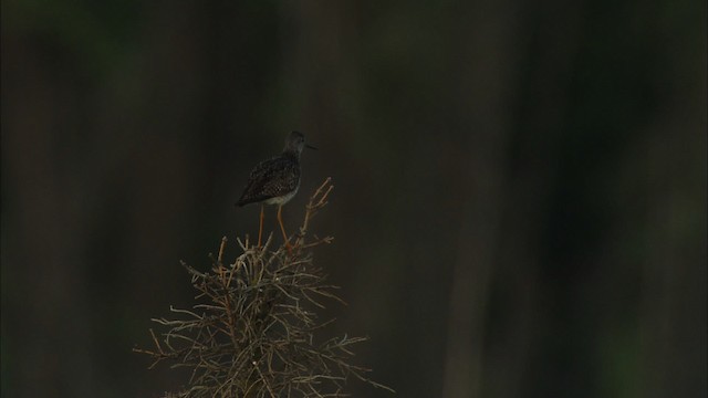 Lesser Yellowlegs - ML474577