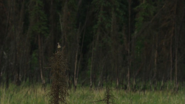 Lesser Yellowlegs - ML474578