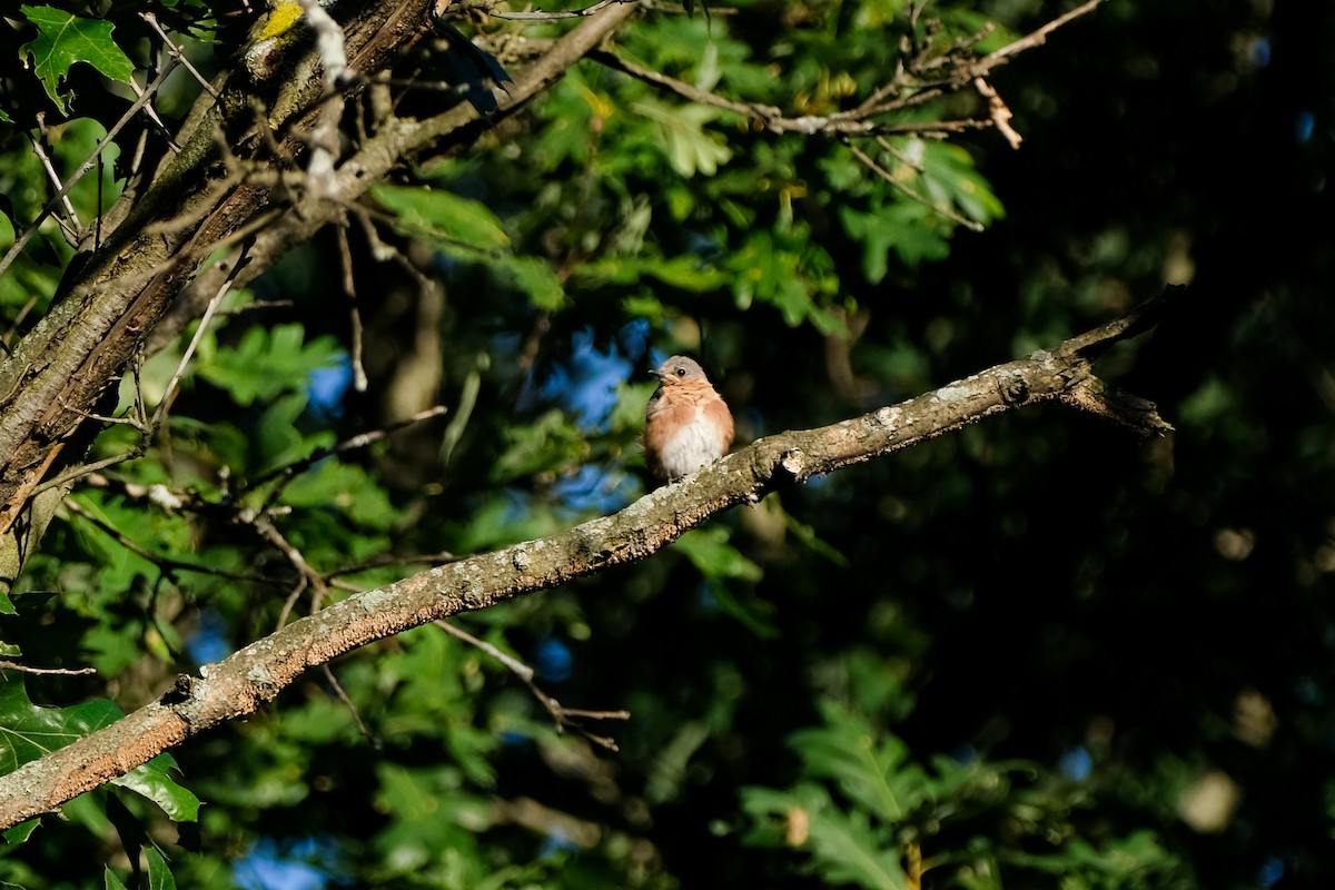 Eastern Bluebird - ML474578231