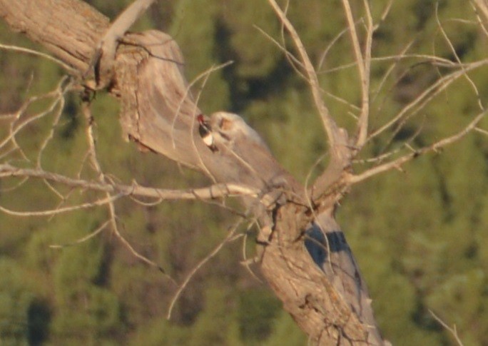Red-headed Woodpecker - "Chia" Cory Chiappone ⚡️