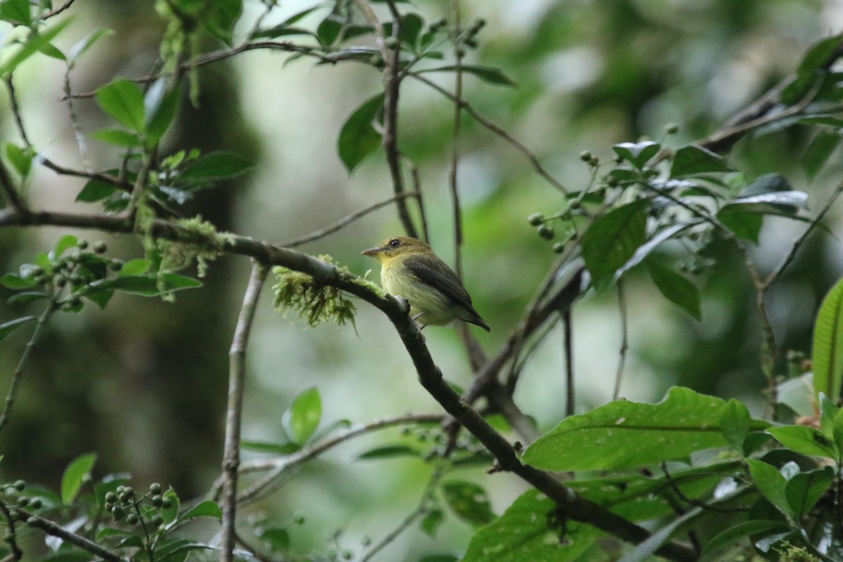 Yellow-throated Spadebill - ML474578761