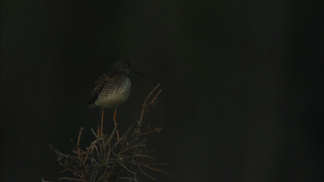 Lesser Yellowlegs - ML474579