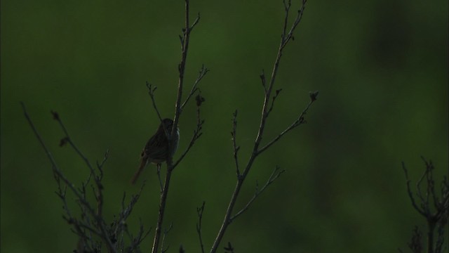 Lincoln's Sparrow - ML474581