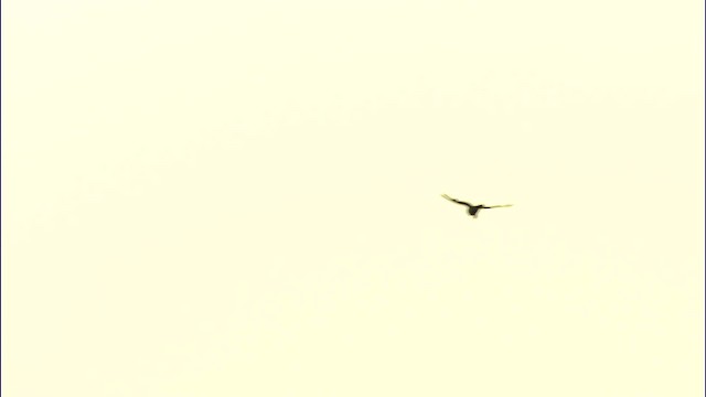 短耳鴞(flammeus) - ML474582