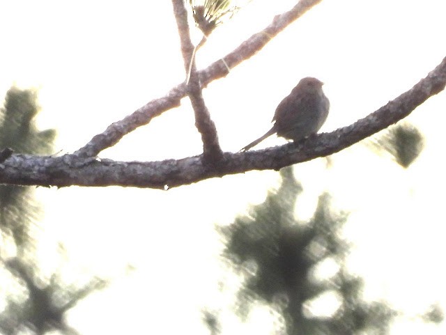 Bachman's Sparrow - ML474582941