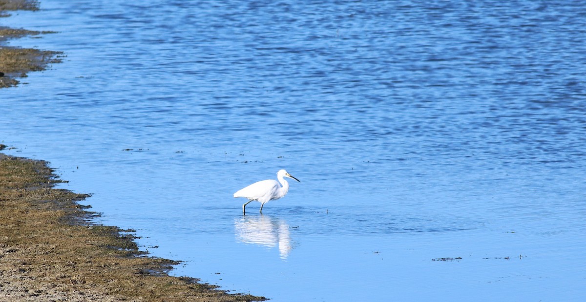 Snowy Egret - ML474583691