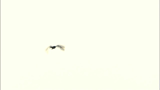短耳鴞(flammeus) - ML474584