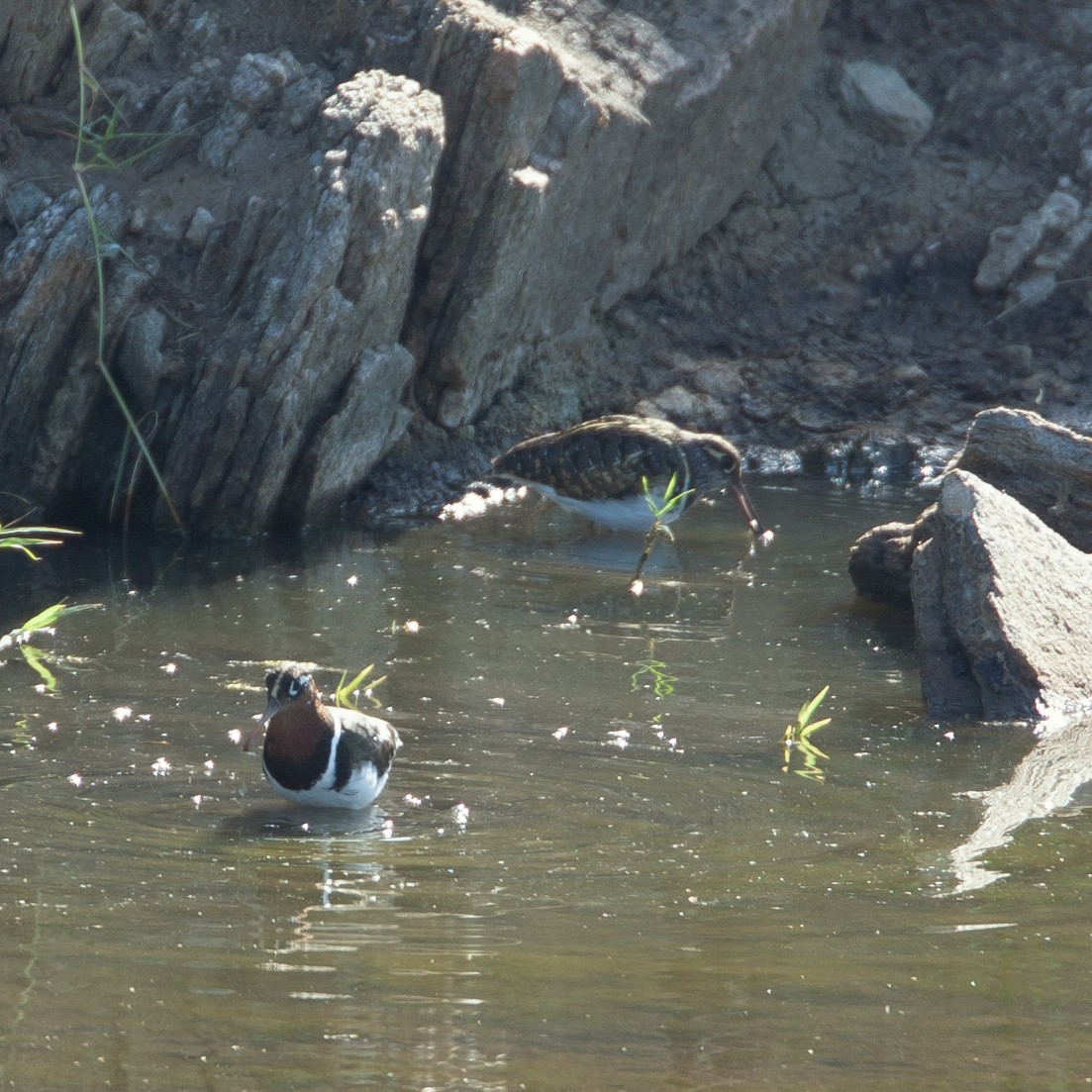 Greater Painted-Snipe - ML474584121