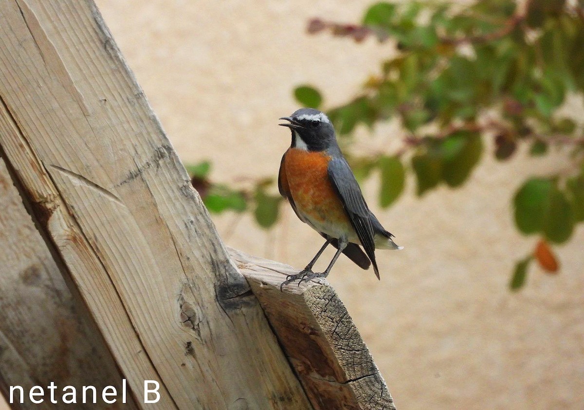 White-throated Robin - Netanel B