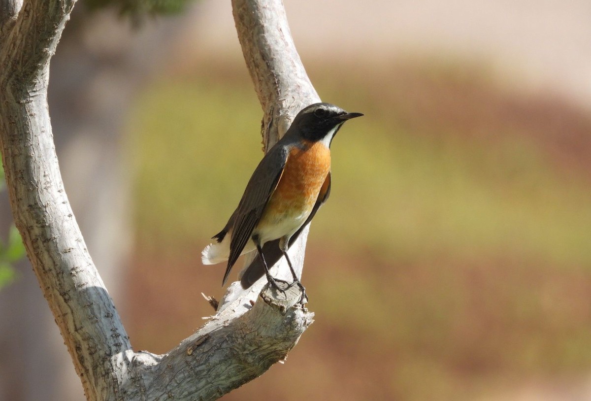 White-throated Robin - Netanel B