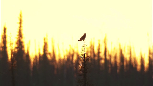 Short-eared Owl (Northern) - ML474585