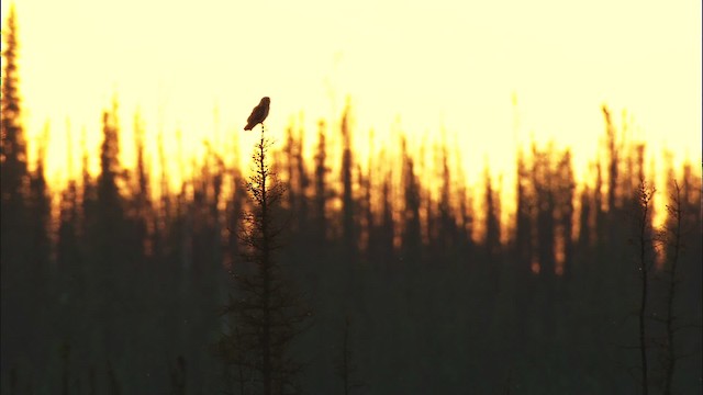 Short-eared Owl (Northern) - ML474586