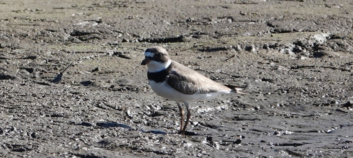 Semipalmated Plover - ML474586441