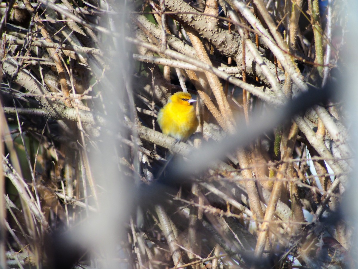 Bullock's Oriole - ML47458651