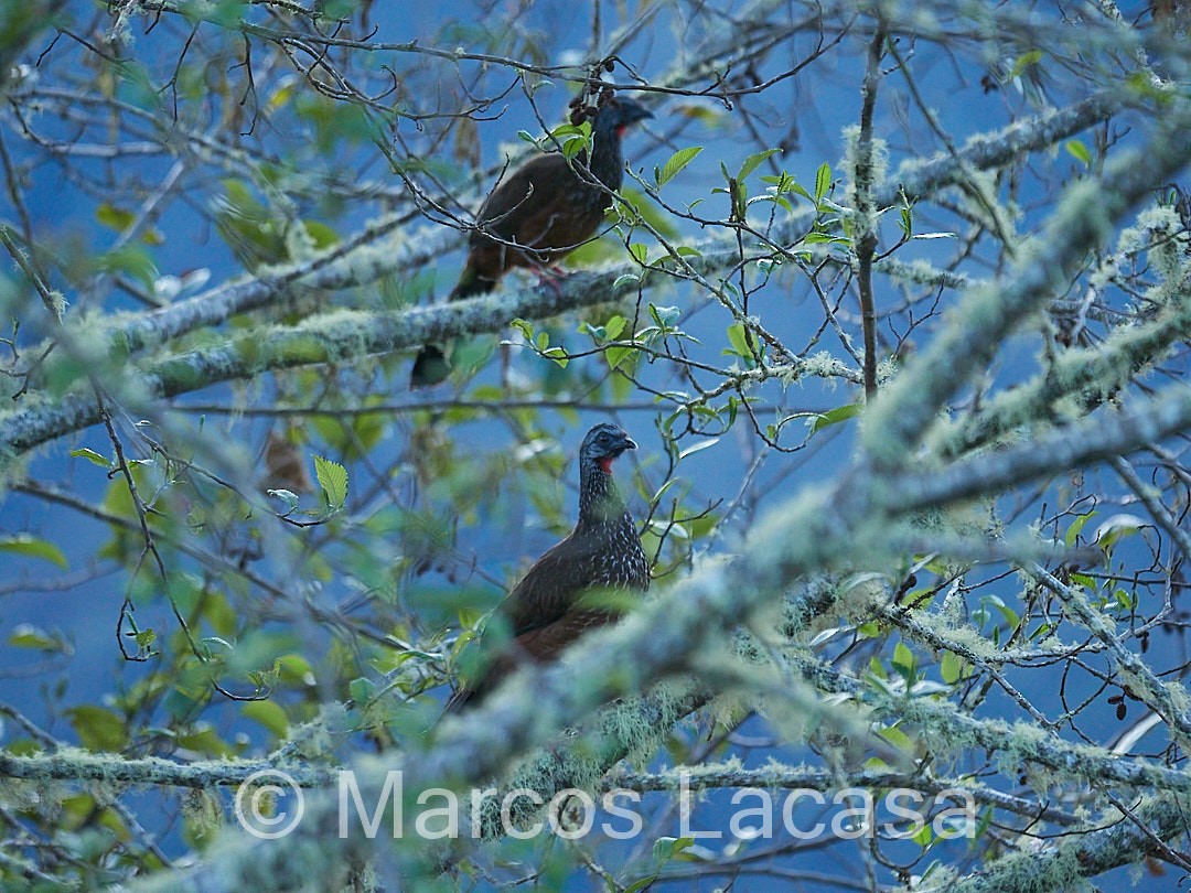 Andean Guan - Marcos Lacasa