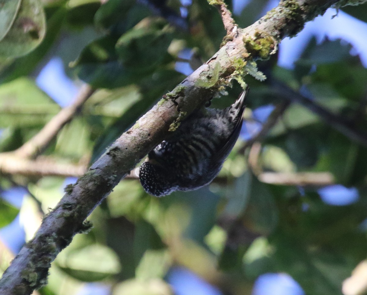 Speckle-chested Piculet - ML474586751