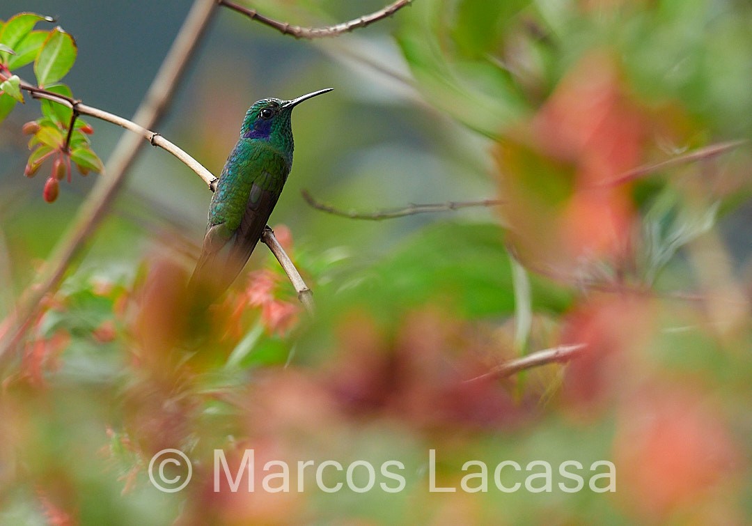 Lesser Violetear - Marcos Lacasa