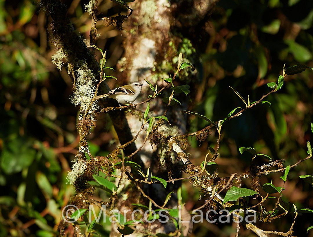 White-banded Tyrannulet - ML474587491