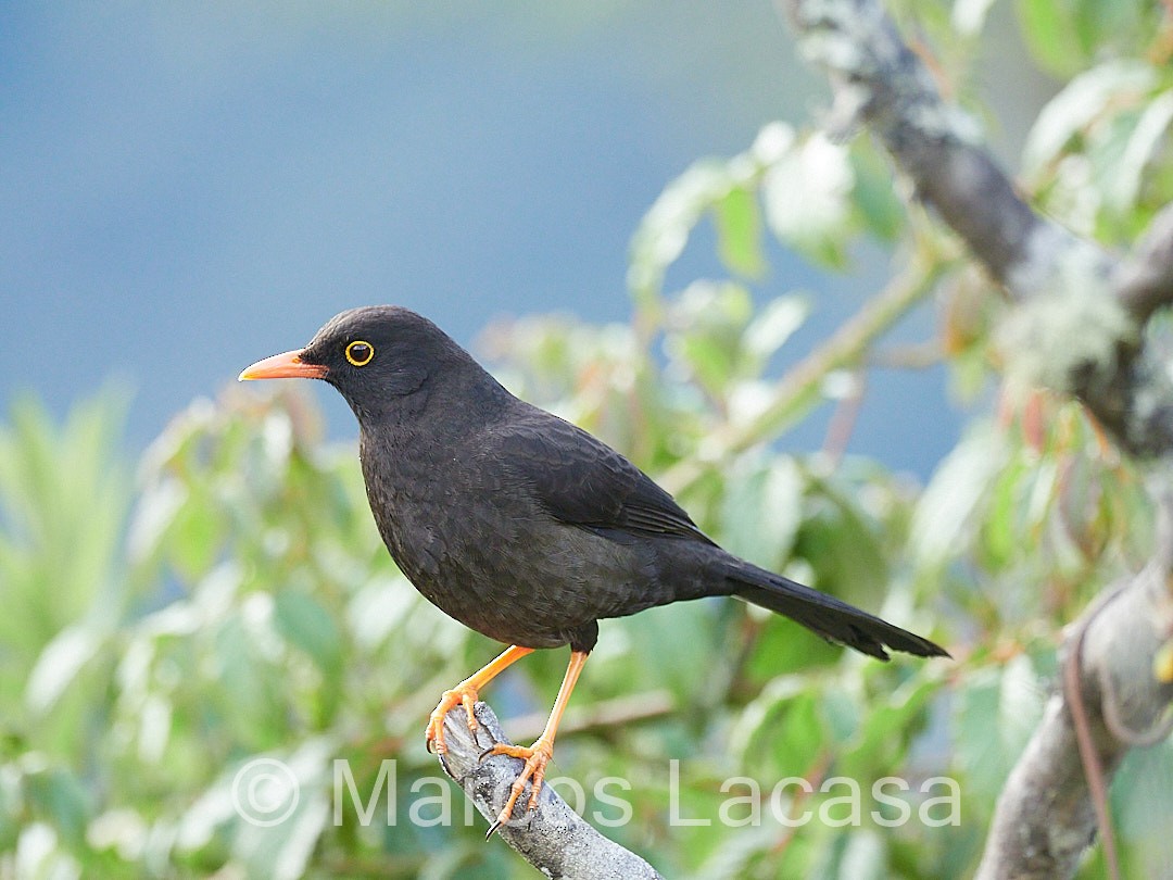 Great Thrush - ML474587571