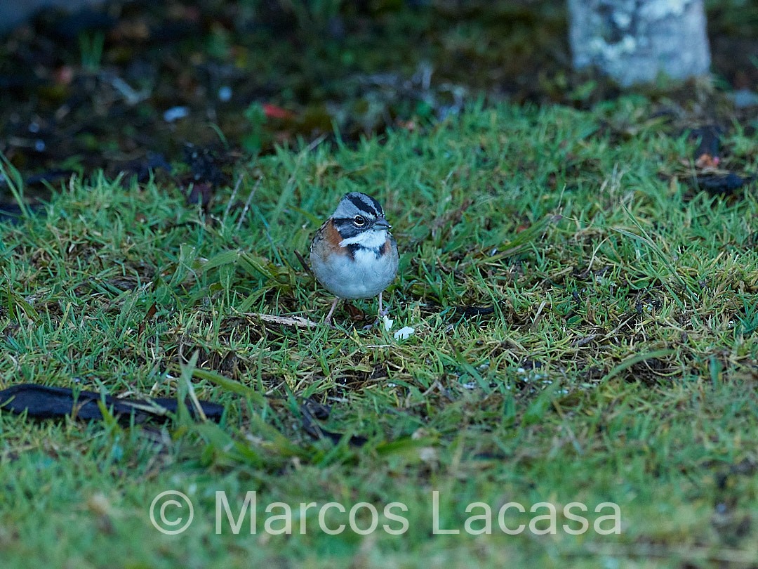 Rufous-collared Sparrow - ML474587631