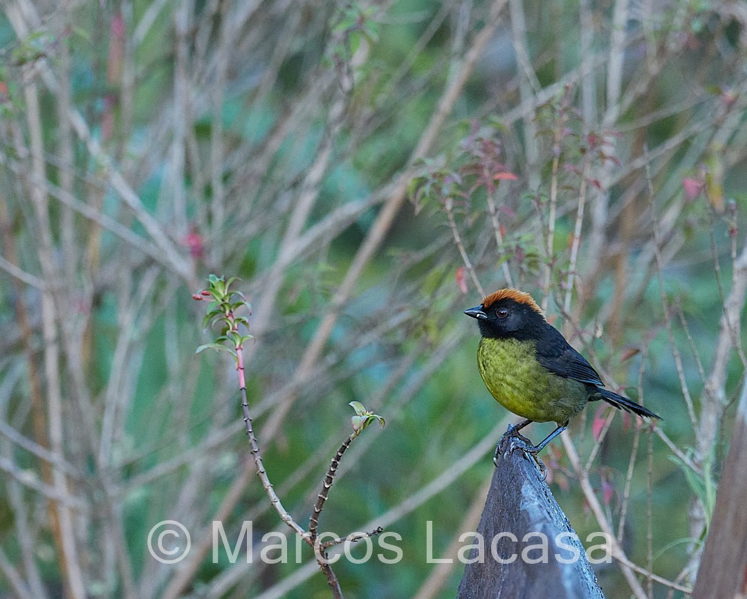 Black-faced Brushfinch - ML474587871