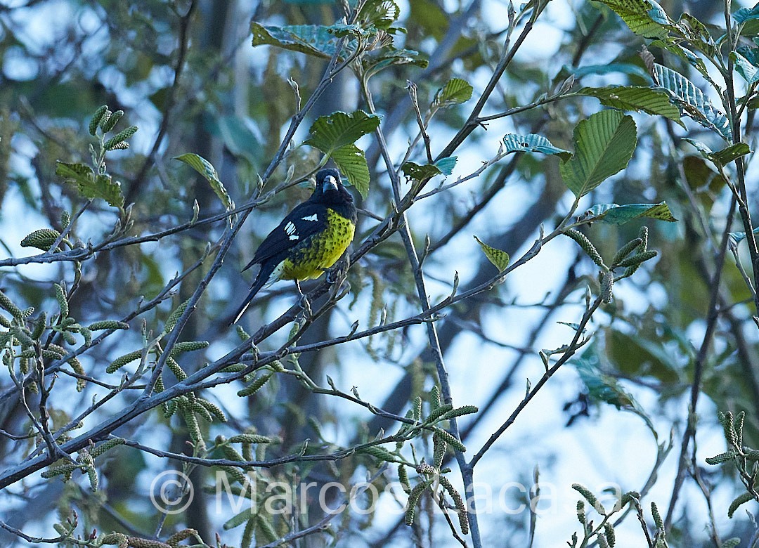 Black-backed Grosbeak - Marcos Lacasa