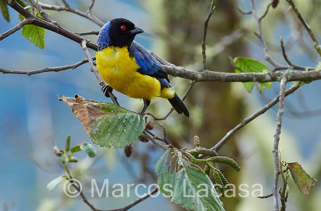Hooded Mountain Tanager - ML474588111