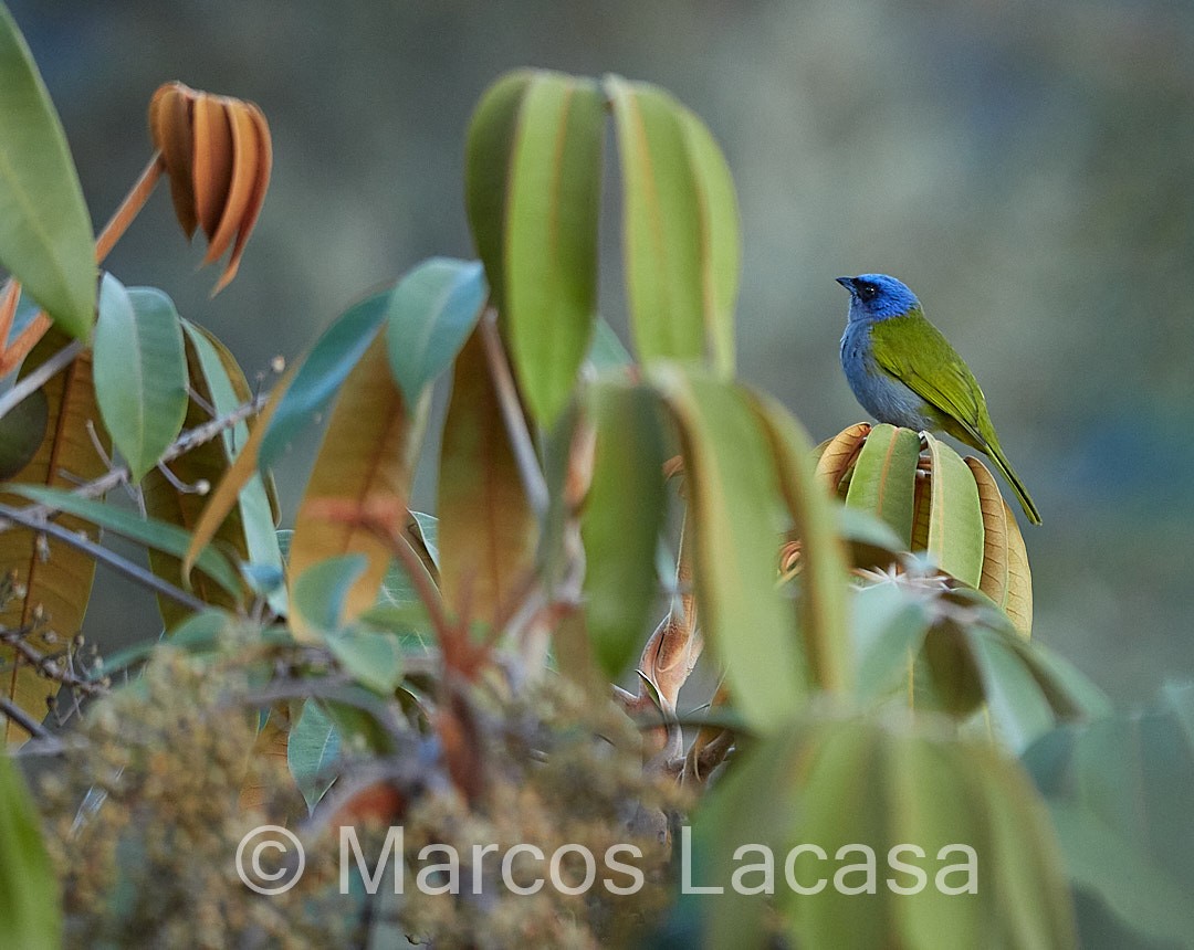 Blue-capped Tanager - ML474588131