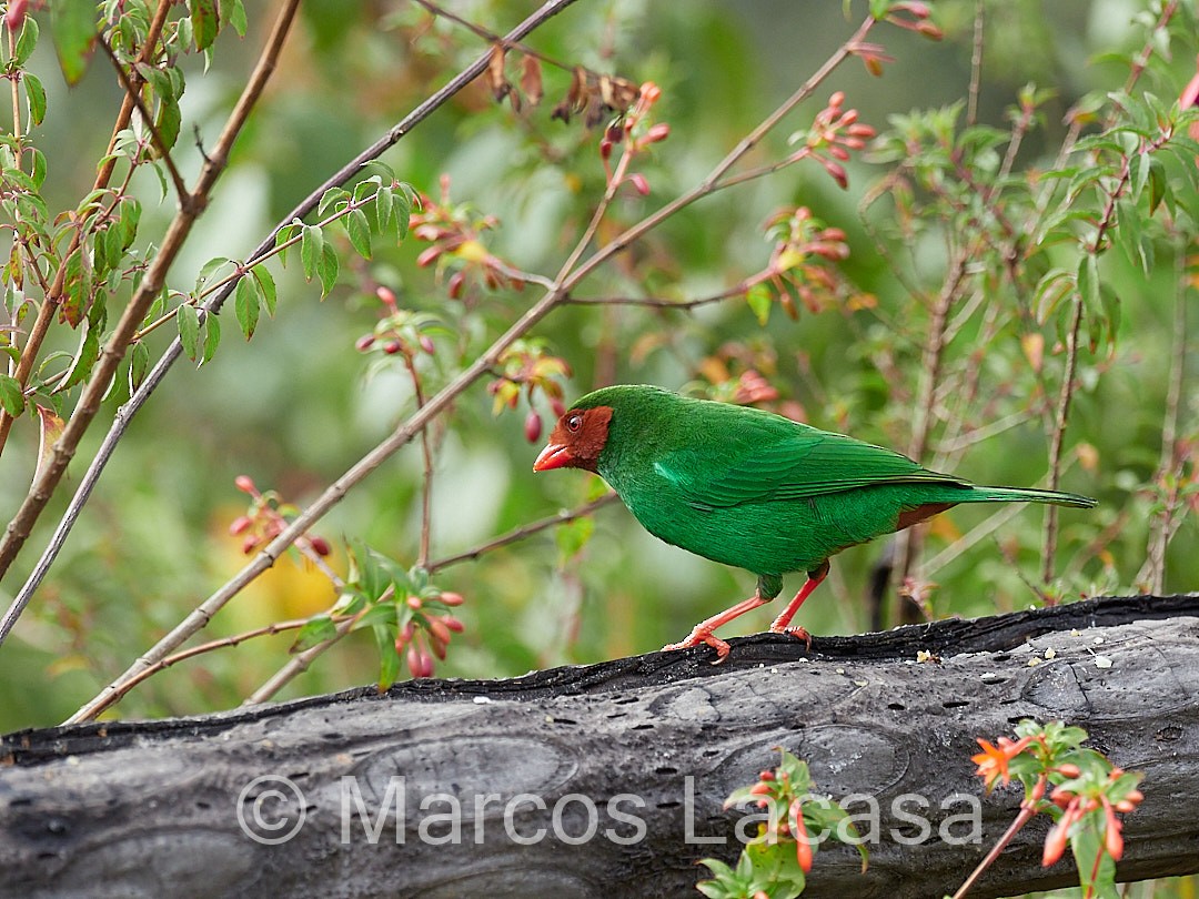 Grass-green Tanager - ML474588271