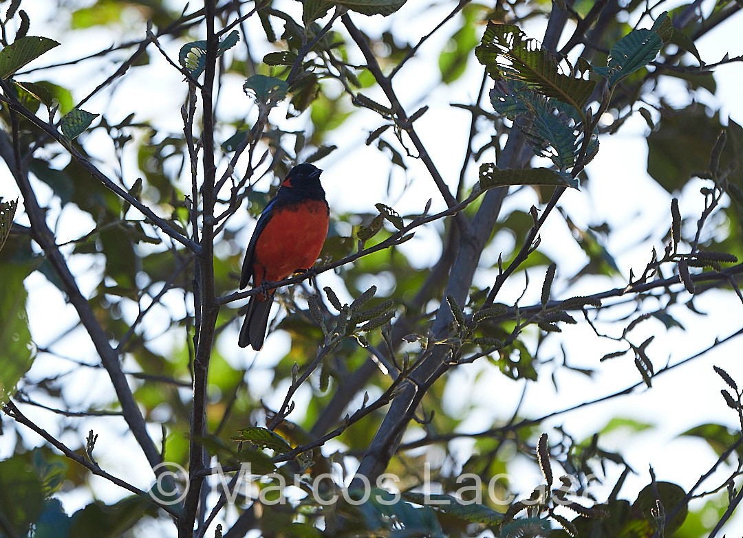Scarlet-bellied Mountain Tanager - Marcos Lacasa