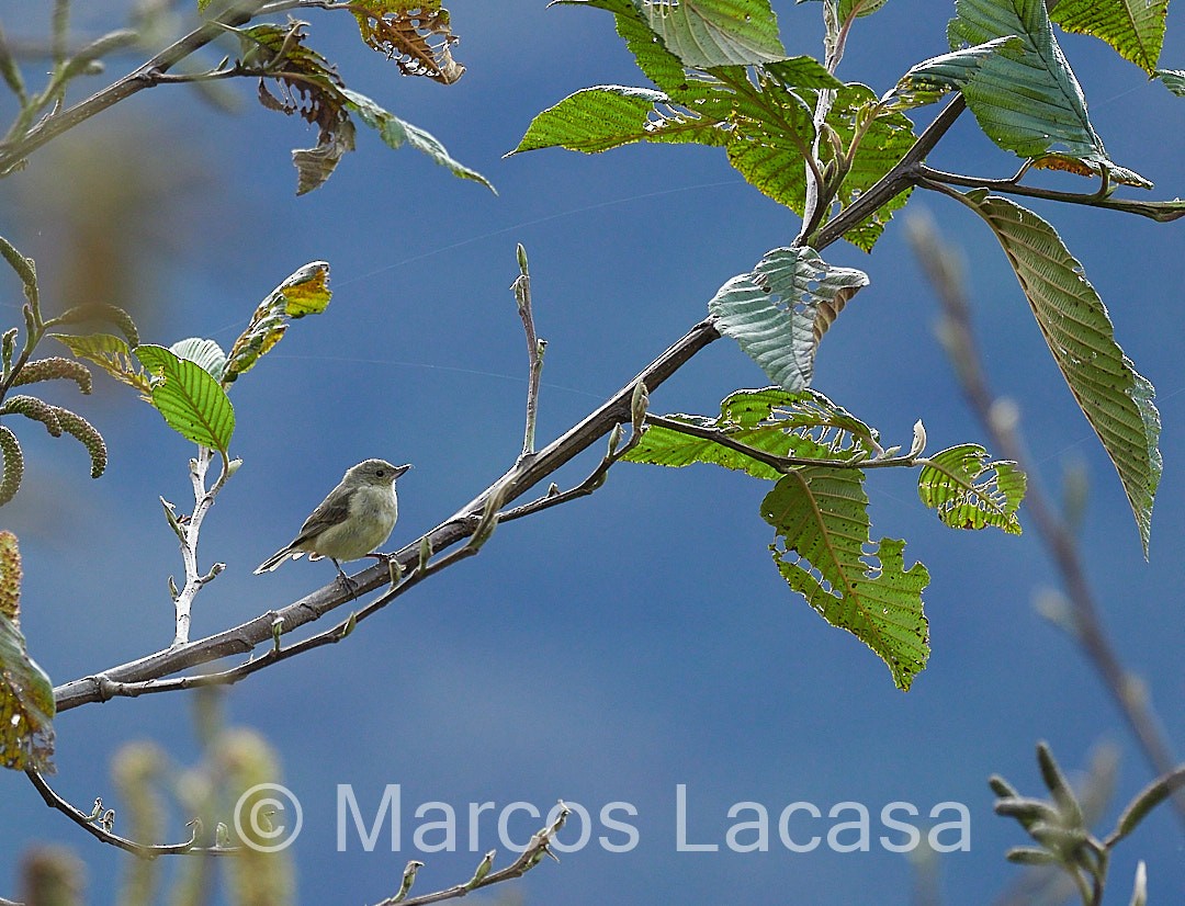 Rusty Flowerpiercer - ML474588361