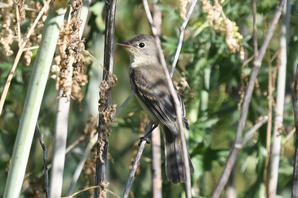 Alder/Willow Flycatcher (Traill's Flycatcher) - ML474588401