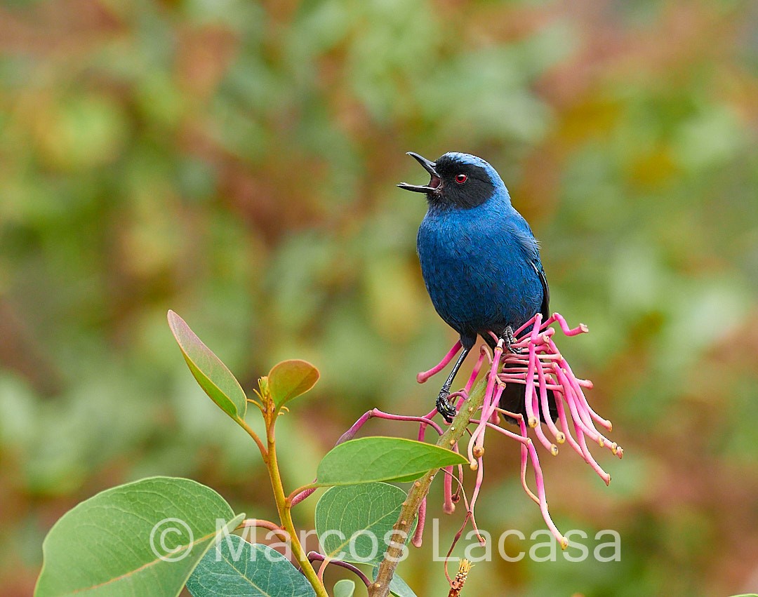 Masked Flowerpiercer - ML474588411