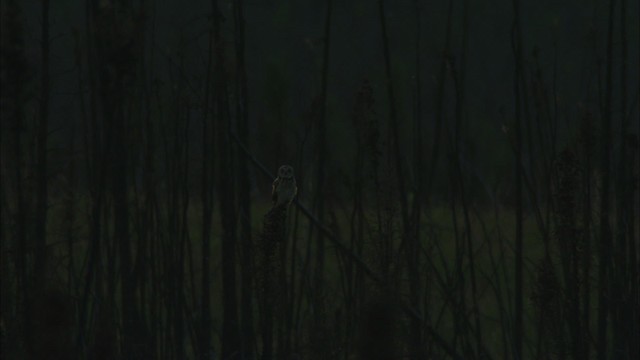 Short-eared Owl (Northern) - ML474589